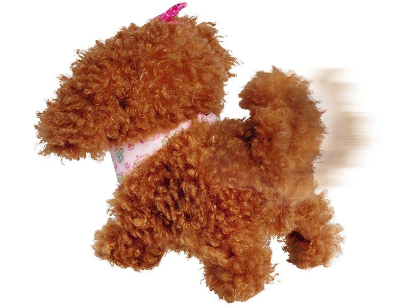 Simba  ChiChi Love Tea Cup Poodle Puppy 