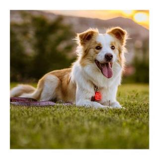 Tickless  Tickless Pet 