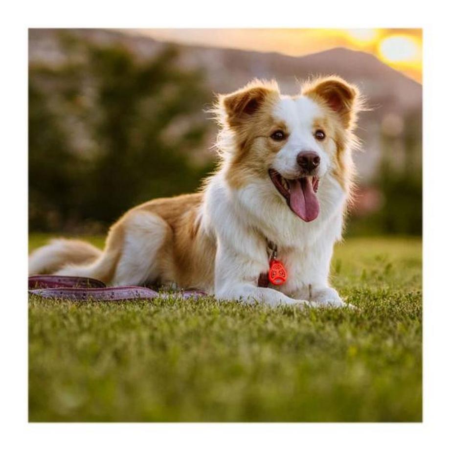 Tickless  Tickless Pet Zecken- und Flohschutz (1 Stk) 