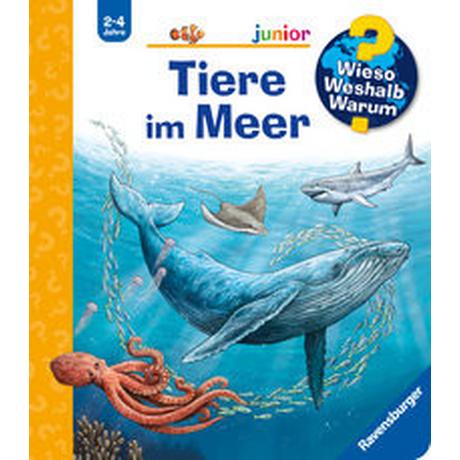 Wieso? Weshalb? Warum? junior, Band 57: Tiere im Meer van Saan, Anita; Wandtke, Sanna (Illustrationen) Gebundene Ausgabe 