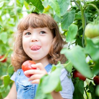 B2X Spiralstäbchen für Tomaten im 20er Pack  