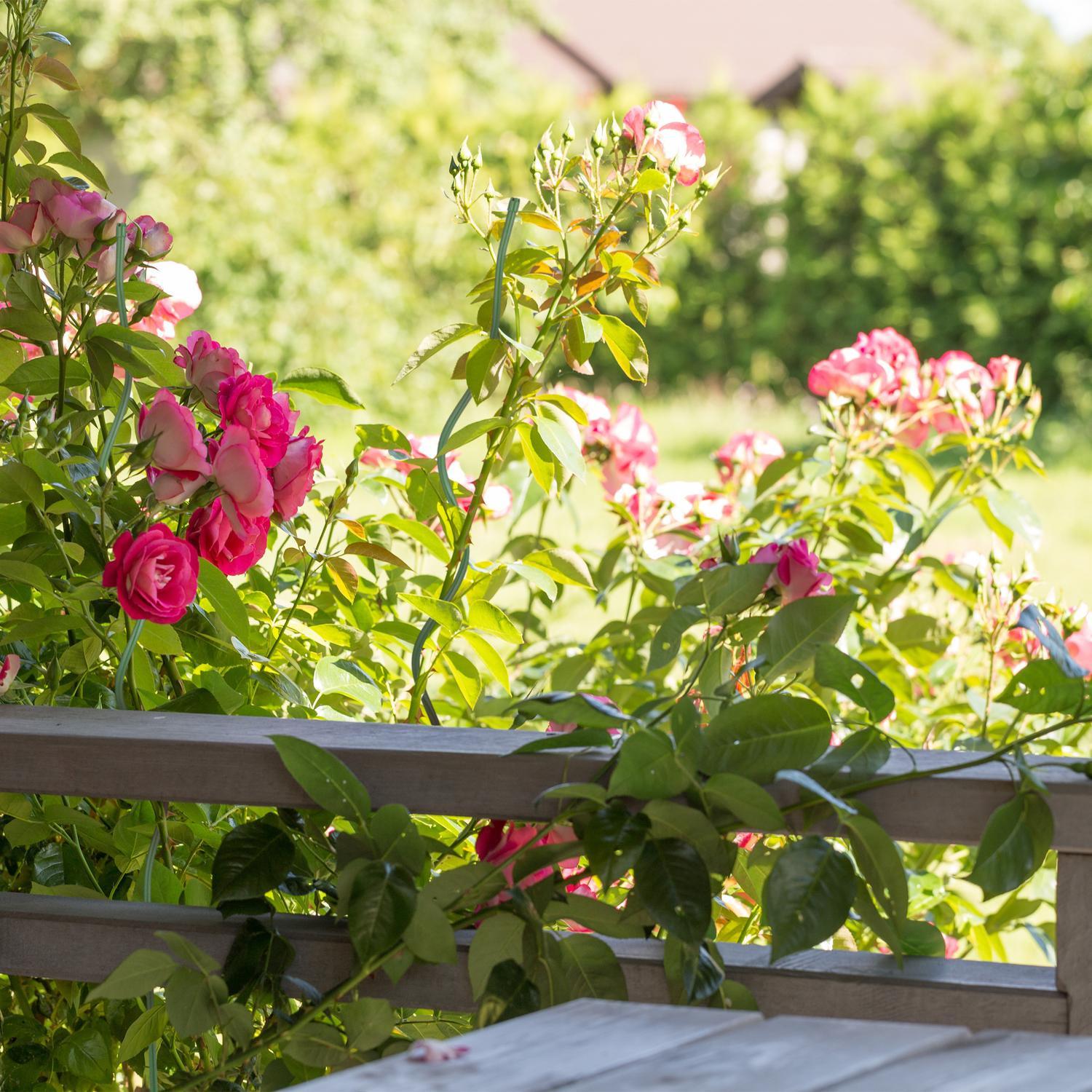 B2X Spiralstäbchen für Tomaten im 20er Pack  