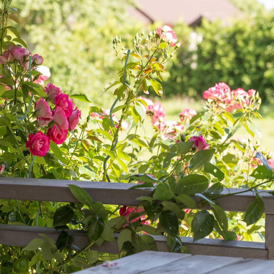 B2X Bastoncino a spirale per pomodori in confezione da 20  