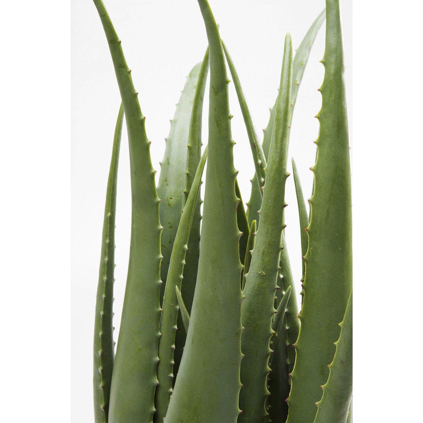 KARE Design Plante décorative Aloe 69cm  