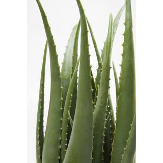 KARE Design Plante décorative Aloe 69cm  
