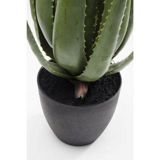 KARE Design Plante décorative Aloe 69cm  