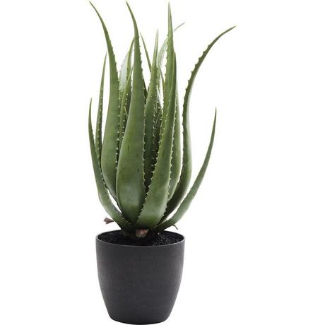 KARE Design Plante décorative Aloe 69cm  