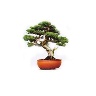 Gift Republic Grow it Bonsai DIY Baum - Wohndekoration  