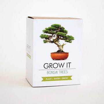 Grow It Bonsai DIY Baum - Décoration vivante
