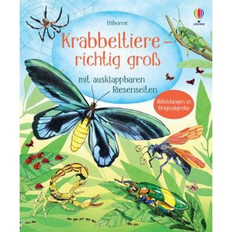 Krabbeltiere - richtig groß Kein Autor Copertina rigida 