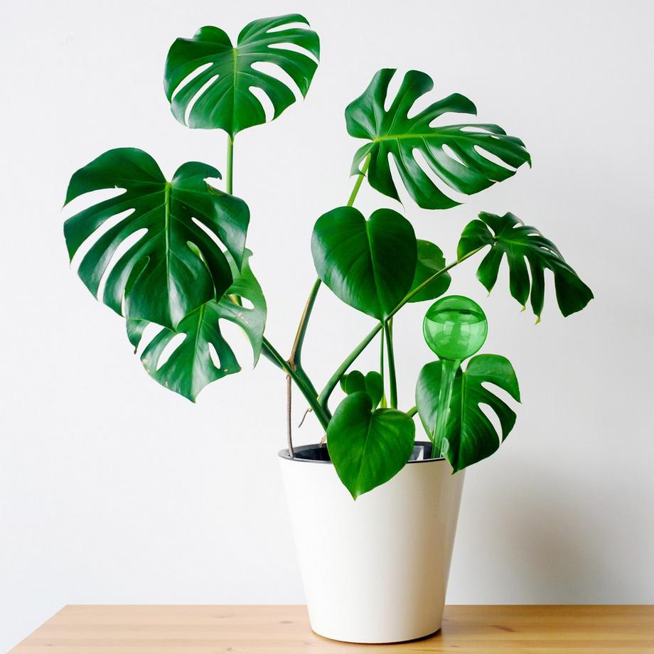 B2X  Palloncini d'acqua - set da 6 