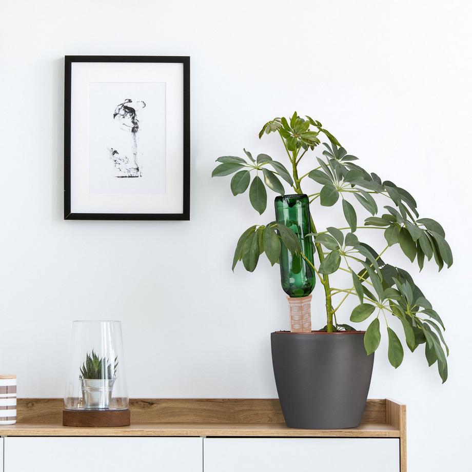 B2X  Tonkegel zur Bewässerung 4 Stück 