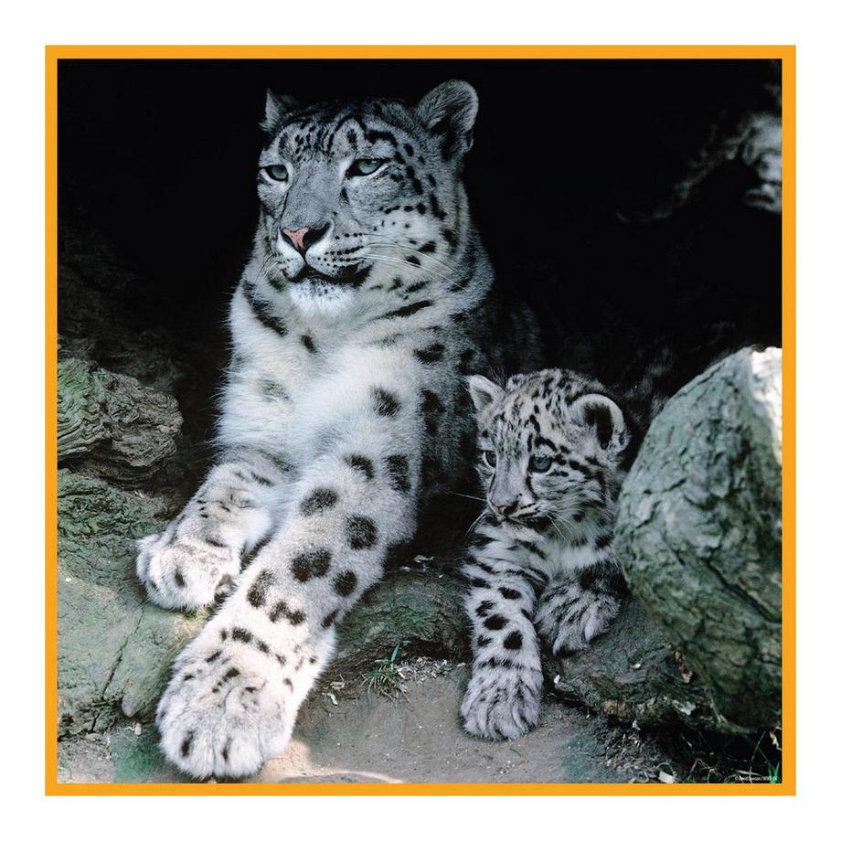 Ambassador  Puzzle Schneeleoparden (100Teile) 