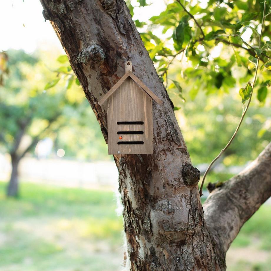 B2X Maison de coccinelle en bois d'épicéa brun  