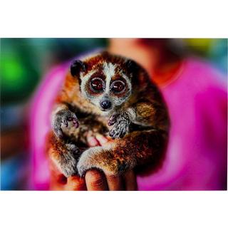 KARE Design Bild Glas Slow Loris 80x120cm  