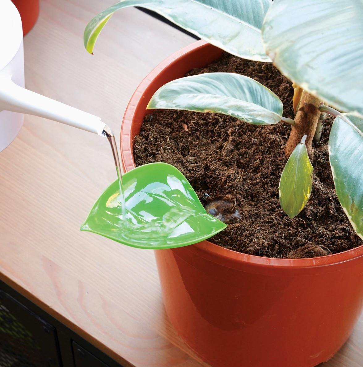 Bubblegum Plantes Aide à l'arrosage Entonnoir à feuilles, pack de 6  