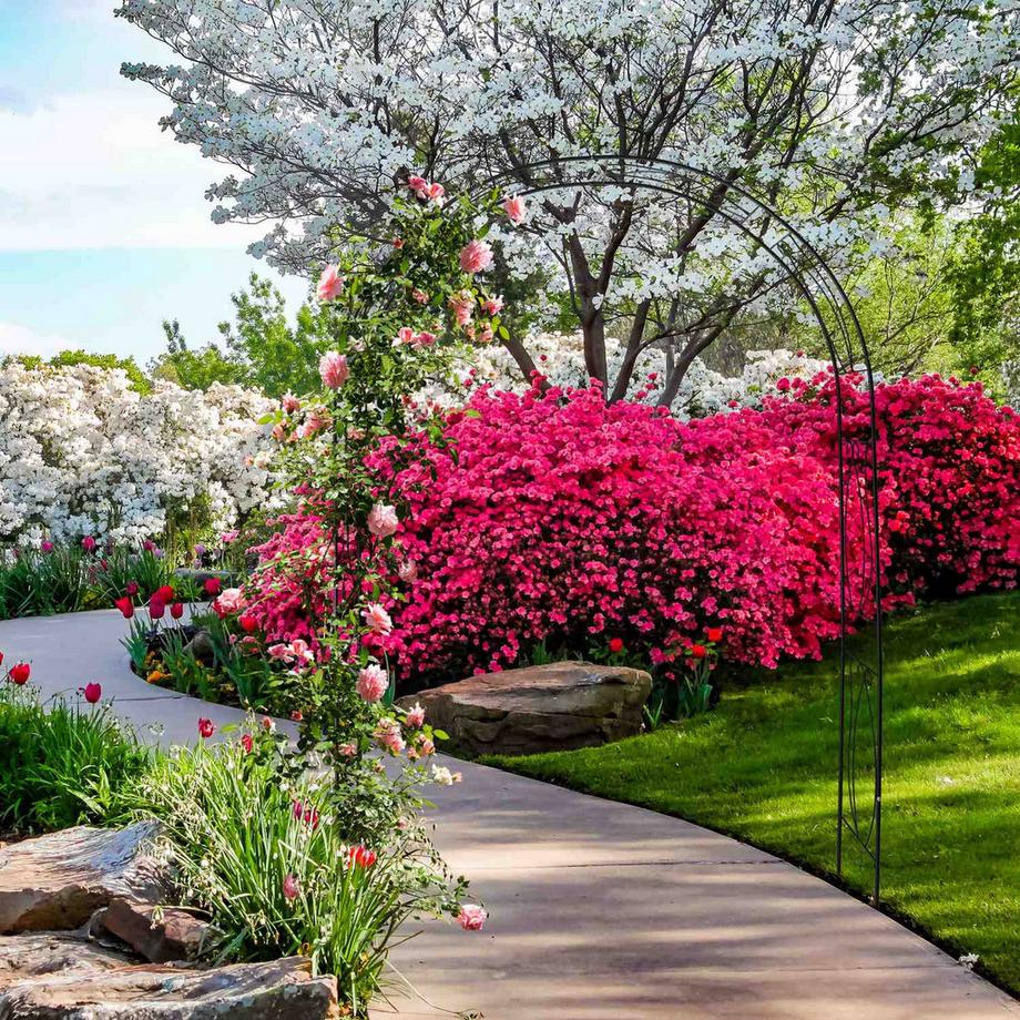 B2X Schwarzer Rosenbogen  