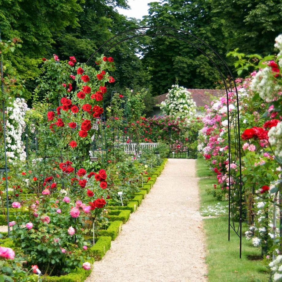 B2X Schwarzer Rosenbogen  