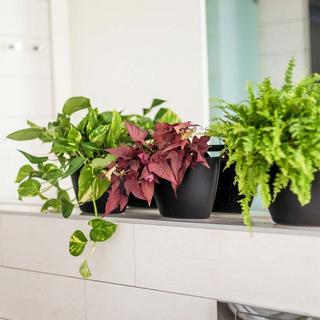 CitySens 3 Pack Wall Planters  