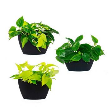 3 Pack Wall Planters