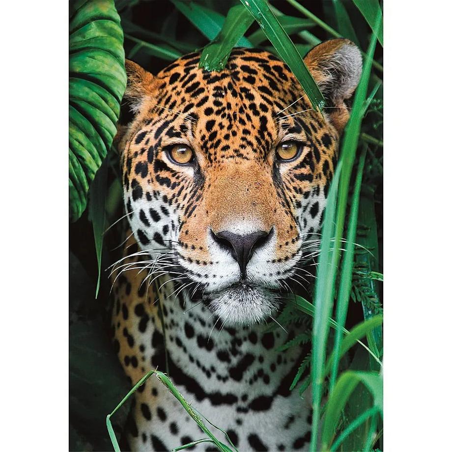 Clementoni  Puzzle Der Jaguar im Dschungel (500Teile) 