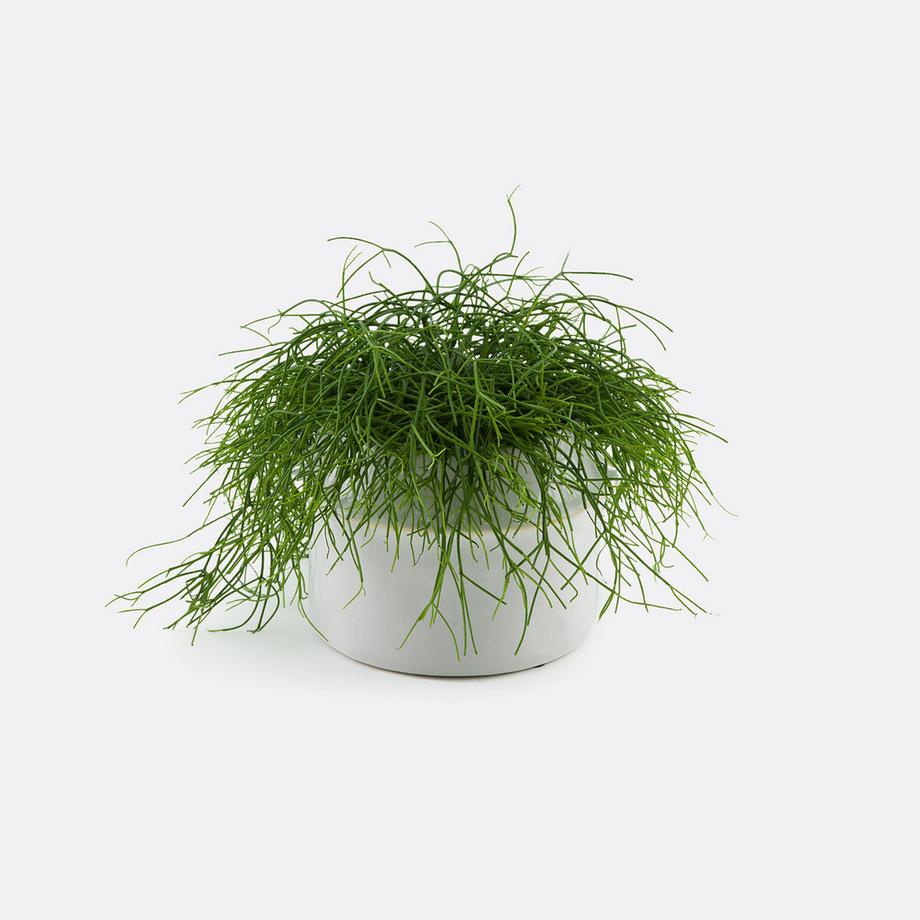 La Redoute Intérieurs Cache-pot en céramique Ø25 cm  