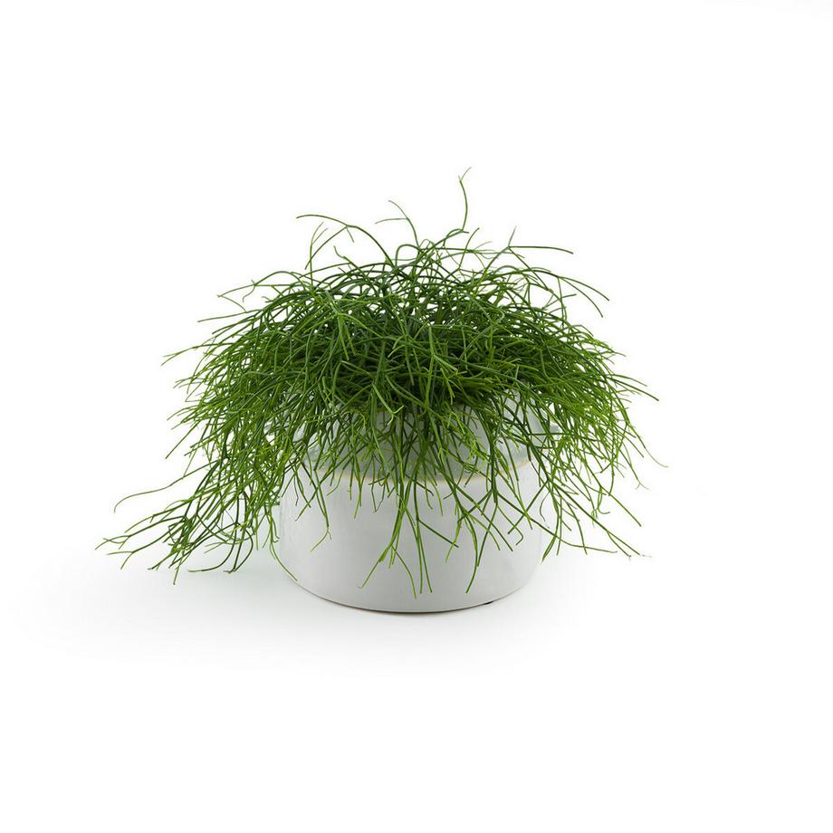 La Redoute Intérieurs Cache-pot en céramique Ø25 cm  