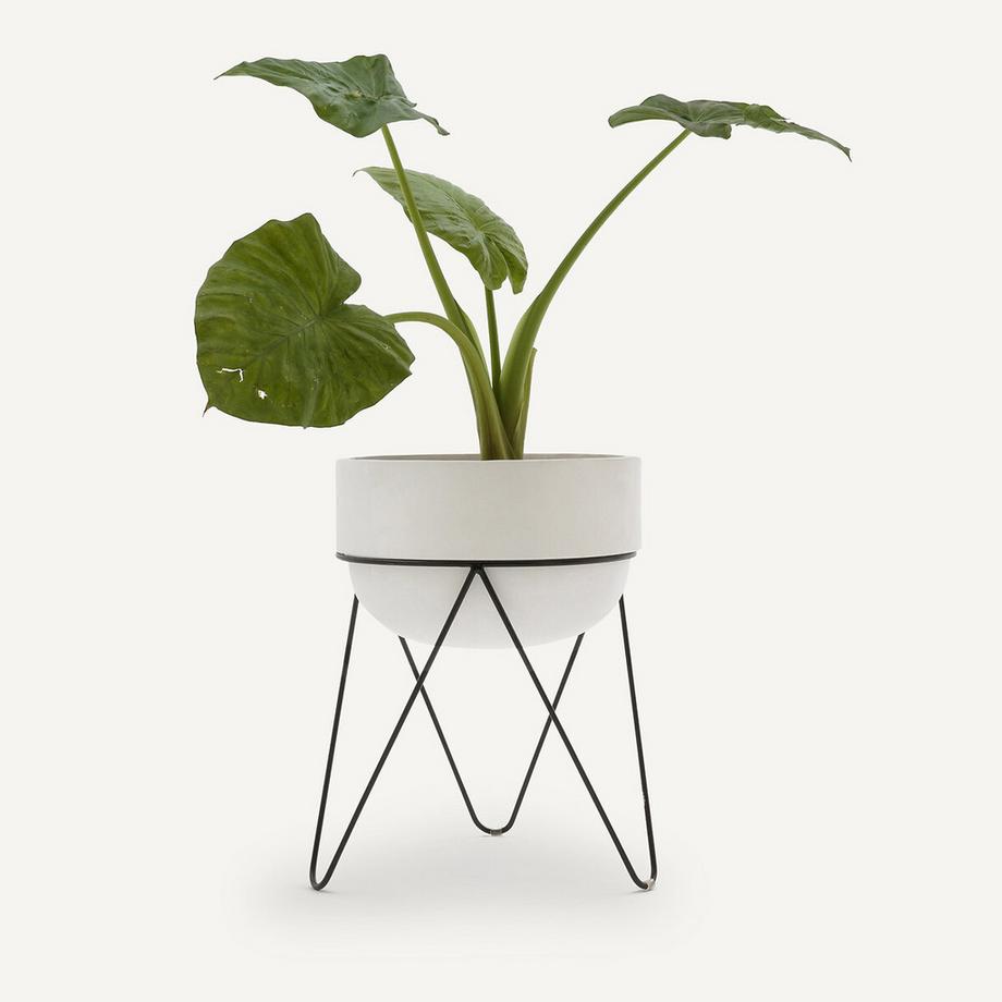 AM.PM Übertopf Plantae  