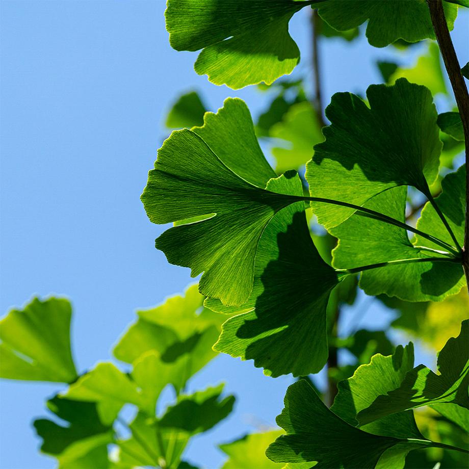Sekoya Swiss  Ginkgo & Ginseng | Pour la mémoire 