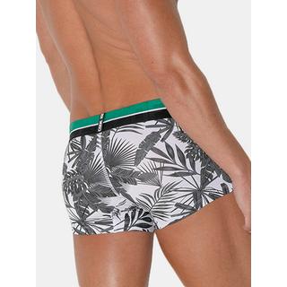 Code22  Boxer Palm Tree 