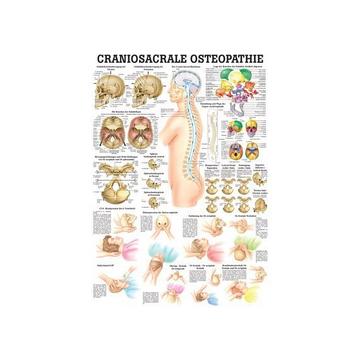 Mini-Poster laminiert Craniosacrale Osteopathie 23 x 33 de