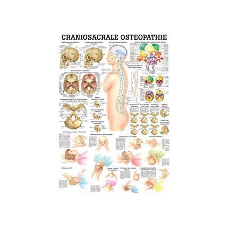 RUEDIGER Mini-Poster laminiert Craniosacrale Osteopathie 23 x 33 de  