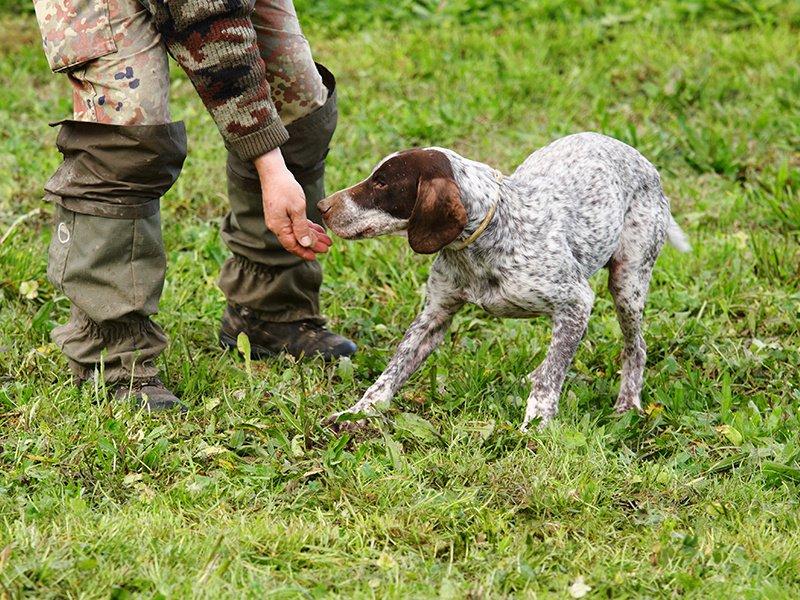 Smartbox  Chasse aux truffes avec chiens et repas pour 2 personnes - Coffret Cadeau 