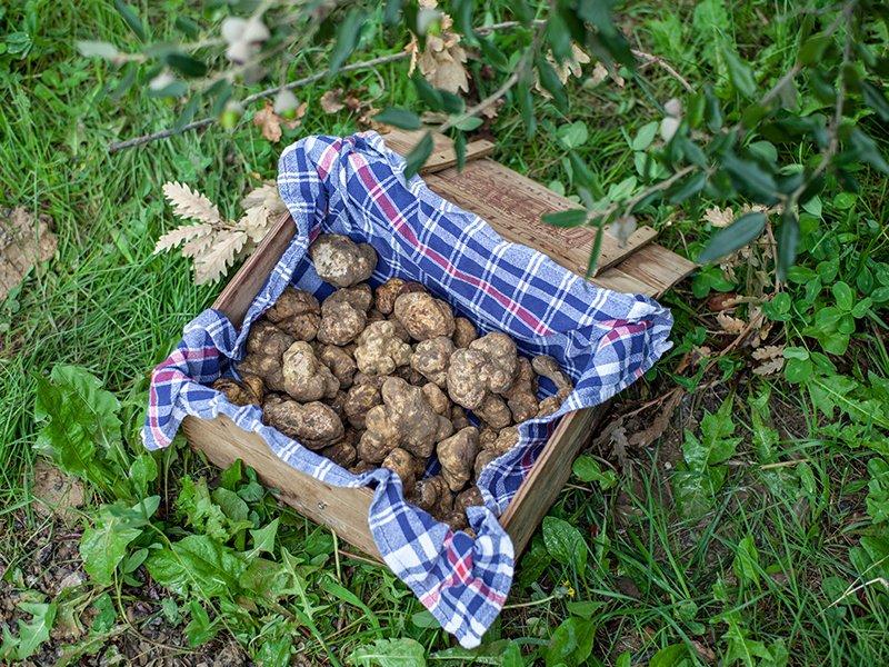 Smartbox  Chasse aux truffes avec chiens et repas pour 2 personnes - Coffret Cadeau 