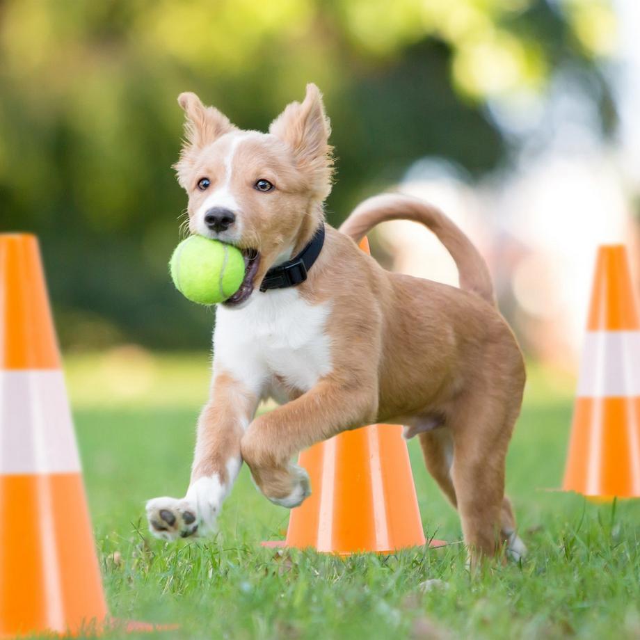 B2X  Pylone, 18 Stück, orange 