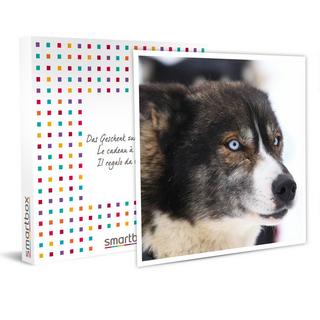 Smartbox  Le plaisir de la trottinette : une séance d'1h30 avec un chien de traîneau - Coffret Cadeau 