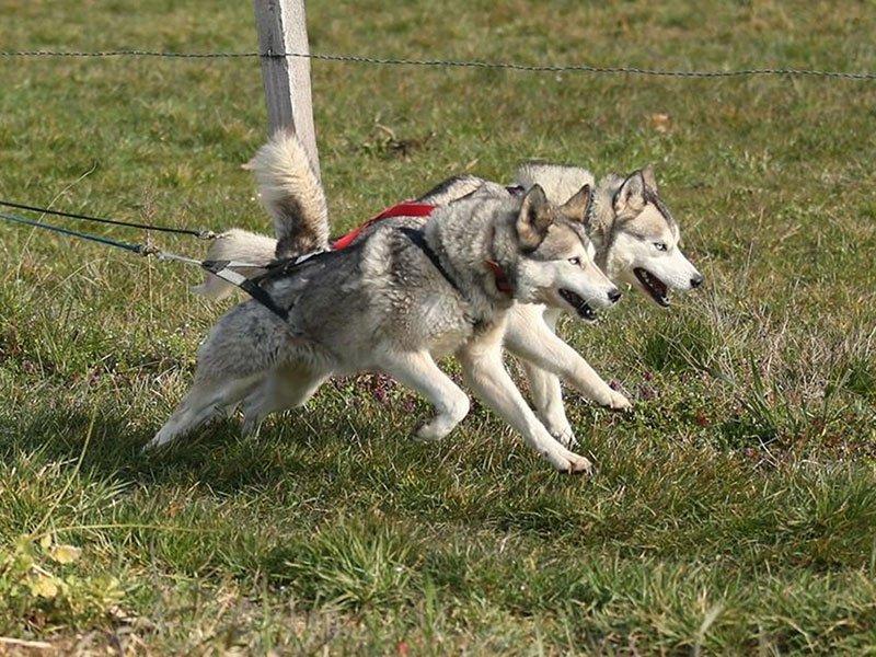 Smartbox  Le plaisir de la trottinette : une séance d'1h30 avec un chien de traîneau - Coffret Cadeau 