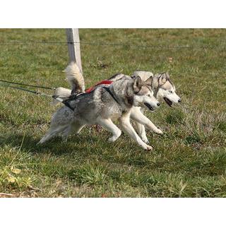 Smartbox  Le plaisir de la trottinette : une séance d'1h30 avec un chien de traîneau - Coffret Cadeau 