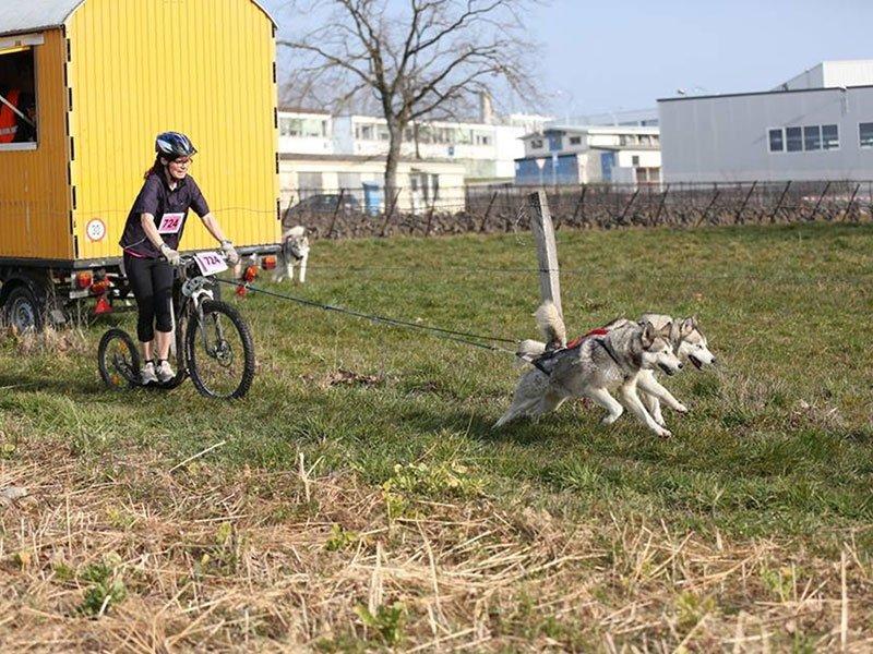 Smartbox  Le plaisir de la trottinette : une séance d'1h30 avec un chien de traîneau - Coffret Cadeau 