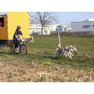 Smartbox  Le plaisir de la trottinette : une séance d'1h30 avec un chien de traîneau - Coffret Cadeau 