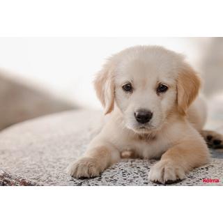 Kolma KOLMA Schreibunterlage 35.553.20 Hund 50x34cm  