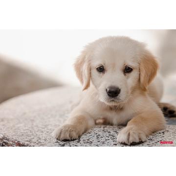 KOLMA Schreibunterlage 35.553.20 Hund 50x34cm