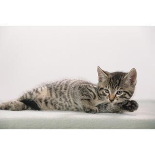 Läufer LÄUFER Schreibunterlage 46592 Katzenkind 53x40cm  