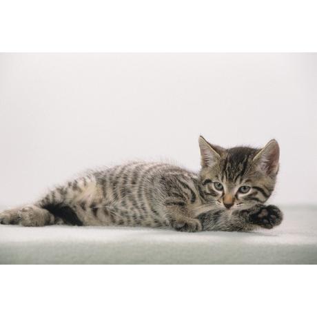 Läufer LÄUFER Schreibunterlage 46592 Katzenkind 53x40cm  