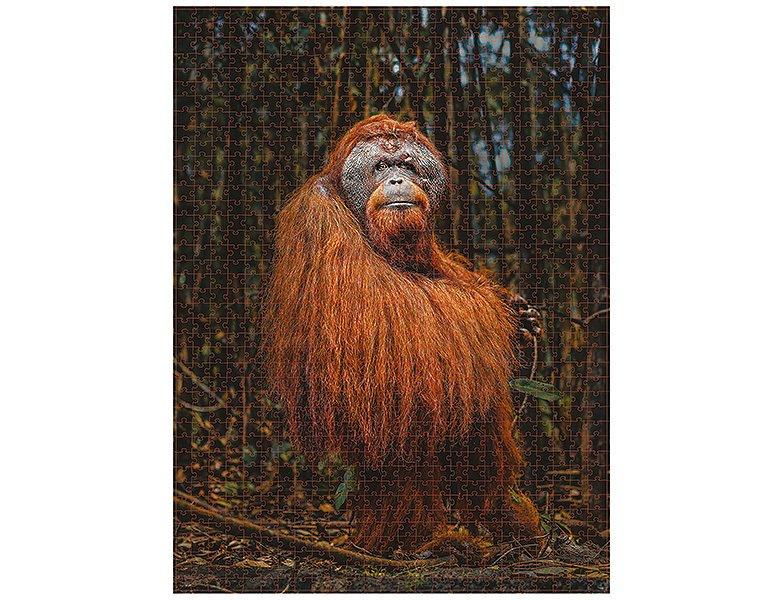 Ambassador  Puzzle Orang-Utan (1000Teile) 