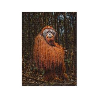 Ambassador  Puzzle Orang-Utan (1000Teile) 