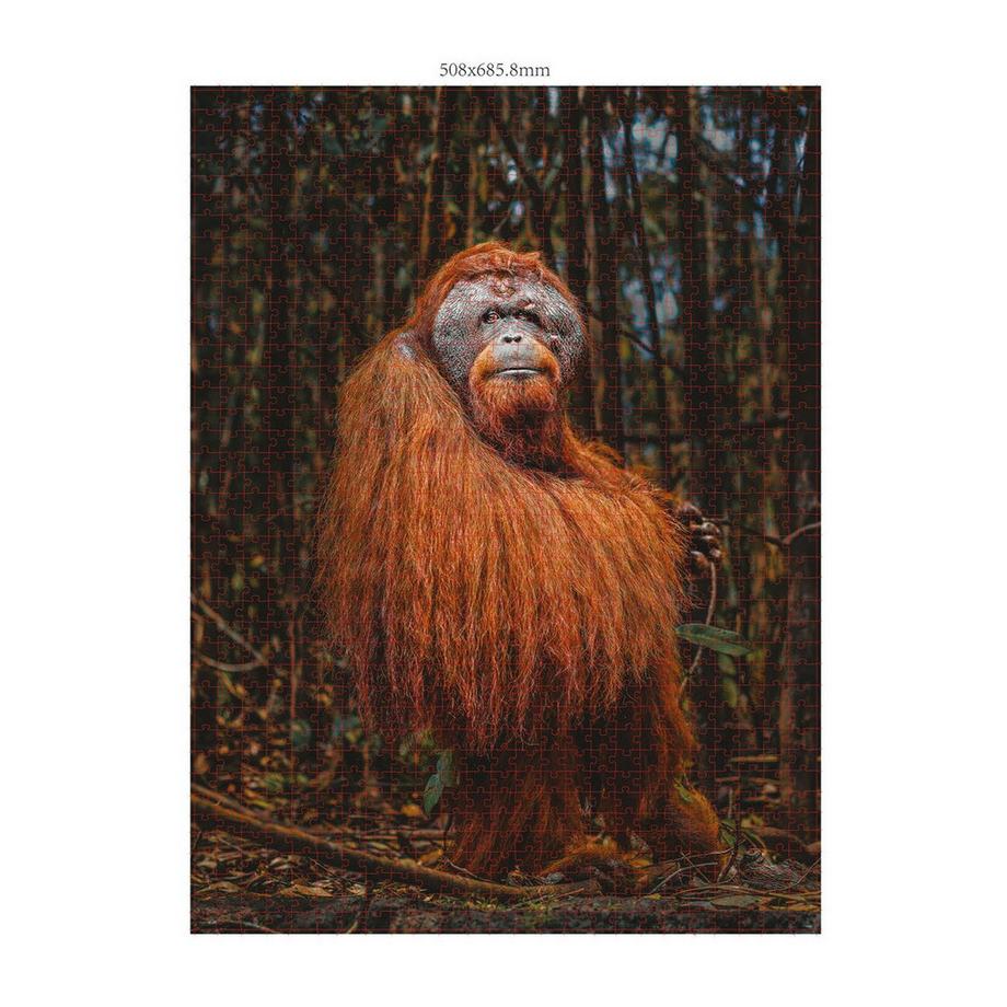 Ambassador  Puzzle Orang-Utan (1000Teile) 