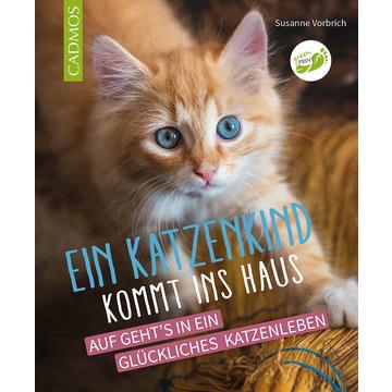 Ein Katzenkind kommt ins Haus