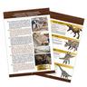 Buki France  Ausgrabungs-Set Dinosaurier-Schädel Tyrannosaurus 