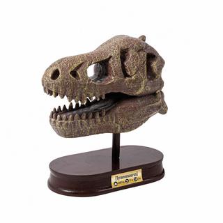 Buki France  Buki Museum Dino Skull Tyrannosaurus 